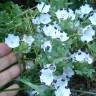 Fotografia 14 da espécie Nemophila maculata do Jardim Botânico UTAD