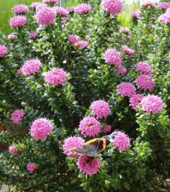 Fotografia da espécie Pimelea ferruginea