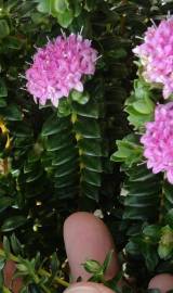 Fotografia da espécie Pimelea ferruginea