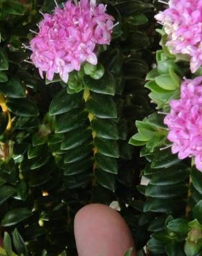 Fotografia 9 da espécie Pimelea ferruginea no Jardim Botânico UTAD
