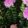Fotografia 9 da espécie Pimelea ferruginea do Jardim Botânico UTAD