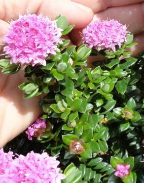 Fotografia 10 da espécie Pimelea ferruginea no Jardim Botânico UTAD