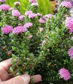 Fotografia da espécie Pimelea ferruginea