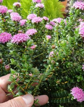 Fotografia 11 da espécie Pimelea ferruginea no Jardim Botânico UTAD