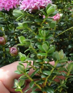 Fotografia 12 da espécie Pimelea ferruginea no Jardim Botânico UTAD