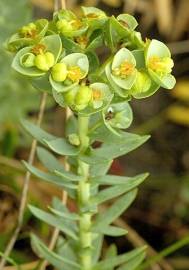 Fotografia da espécie Euphorbia paralias