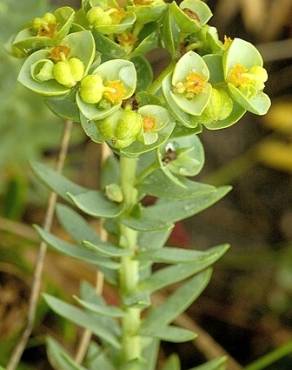 Fotografia 19 da espécie Euphorbia paralias no Jardim Botânico UTAD