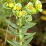 Fotografia 19 da espécie Euphorbia paralias do Jardim Botânico UTAD