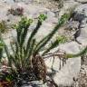 Fotografia 20 da espécie Euphorbia paralias do Jardim Botânico UTAD