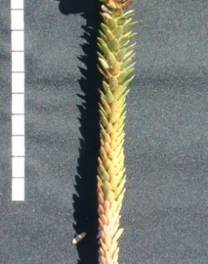 Fotografia 22 da espécie Euphorbia paralias no Jardim Botânico UTAD