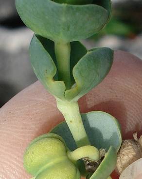 Fotografia 24 da espécie Euphorbia paralias no Jardim Botânico UTAD