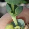 Fotografia 24 da espécie Euphorbia paralias do Jardim Botânico UTAD
