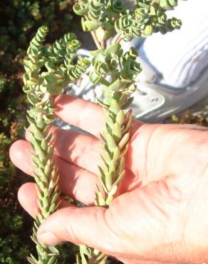 Fotografia 25 da espécie Euphorbia paralias no Jardim Botânico UTAD