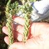 Fotografia 25 da espécie Euphorbia paralias do Jardim Botânico UTAD