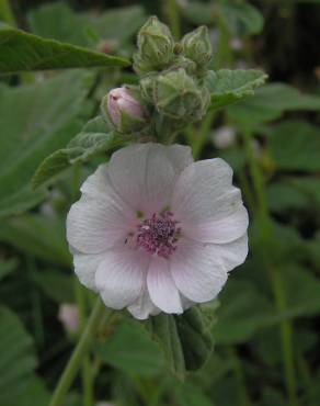 Fotografia 13 da espécie Althaea officinalis no Jardim Botânico UTAD