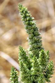 Fotografia da espécie Amaranthus retroflexus