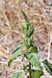 Fotografia da espécie Amaranthus retroflexus