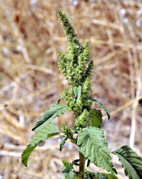 Fotografia 12 da espécie Amaranthus retroflexus no Jardim Botânico UTAD