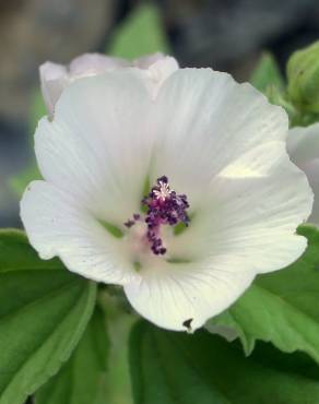 Fotografia 15 da espécie Althaea officinalis no Jardim Botânico UTAD