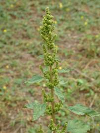 Fotografia da espécie Amaranthus retroflexus