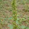 Fotografia 13 da espécie Amaranthus retroflexus do Jardim Botânico UTAD