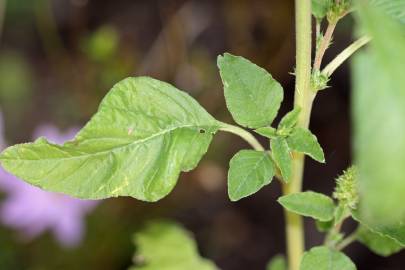 Fotografia da espécie Amaranthus retroflexus