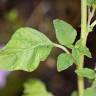 Fotografia 14 da espécie Amaranthus retroflexus do Jardim Botânico UTAD