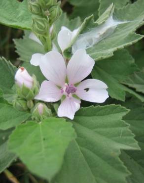 Fotografia 16 da espécie Althaea officinalis no Jardim Botânico UTAD