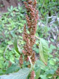 Fotografia da espécie Amaranthus retroflexus