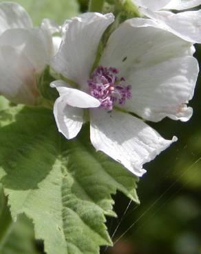 Fotografia 17 da espécie Althaea officinalis no Jardim Botânico UTAD