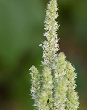 Fotografia 16 da espécie Amaranthus retroflexus no Jardim Botânico UTAD