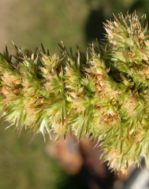 Fotografia 17 da espécie Amaranthus retroflexus no Jardim Botânico UTAD