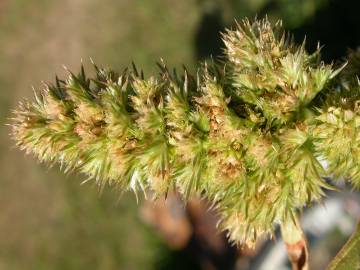 Fotografia da espécie Amaranthus retroflexus