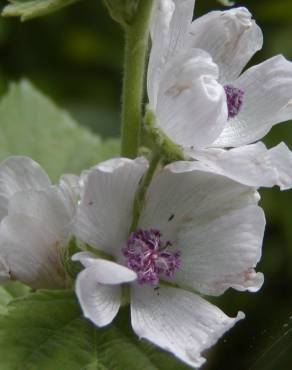 Fotografia 18 da espécie Althaea officinalis no Jardim Botânico UTAD