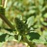 Fotografia 19 da espécie Amaranthus retroflexus do Jardim Botânico UTAD