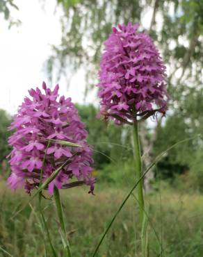 Fotografia 1 da espécie Anacamptis pyramidalis no Jardim Botânico UTAD