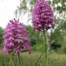 Fotografia 1 da espécie Anacamptis pyramidalis do Jardim Botânico UTAD