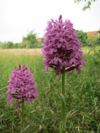 Fotografia da espécie Anacamptis pyramidalis