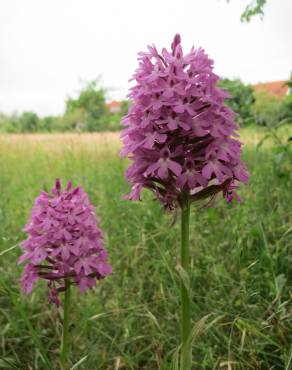 Fotografia 12 da espécie Anacamptis pyramidalis no Jardim Botânico UTAD