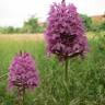 Fotografia 12 da espécie Anacamptis pyramidalis do Jardim Botânico UTAD