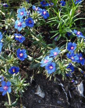 Fotografia 13 da espécie Anagallis monelli no Jardim Botânico UTAD