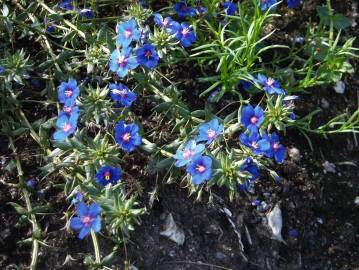 Fotografia da espécie Anagallis monelli