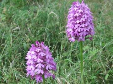 Fotografia da espécie Anacamptis pyramidalis