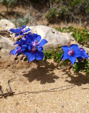 Fotografia 14 da espécie Anagallis monelli no Jardim Botânico UTAD