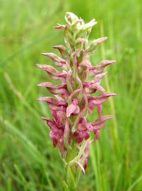 Fotografia da espécie Anacamptis coriophora