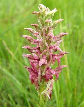 Fotografia 17 da espécie Anacamptis coriophora no Jardim Botânico UTAD