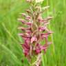 Fotografia 17 da espécie Anacamptis coriophora do Jardim Botânico UTAD