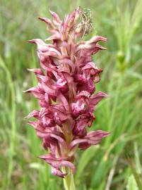 Fotografia da espécie Anacamptis coriophora