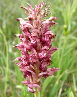 Fotografia 18 da espécie Anacamptis coriophora no Jardim Botânico UTAD