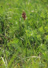 Fotografia da espécie Anacamptis coriophora